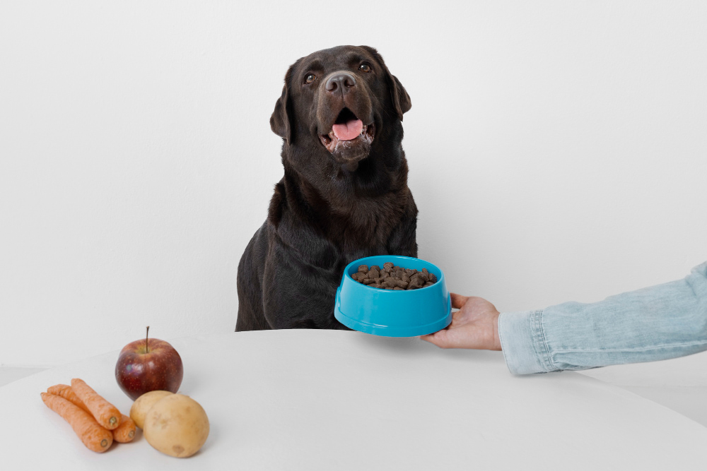 wet dog food vs dry dog food in singapore
