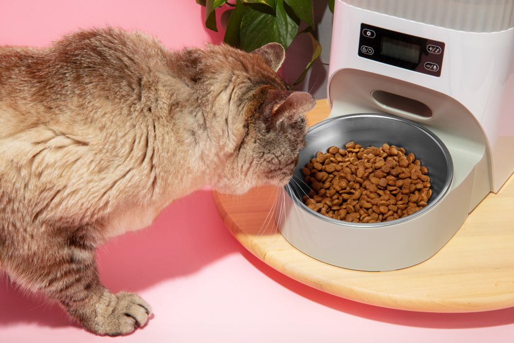 dry cat food vs wet cat food in singapore