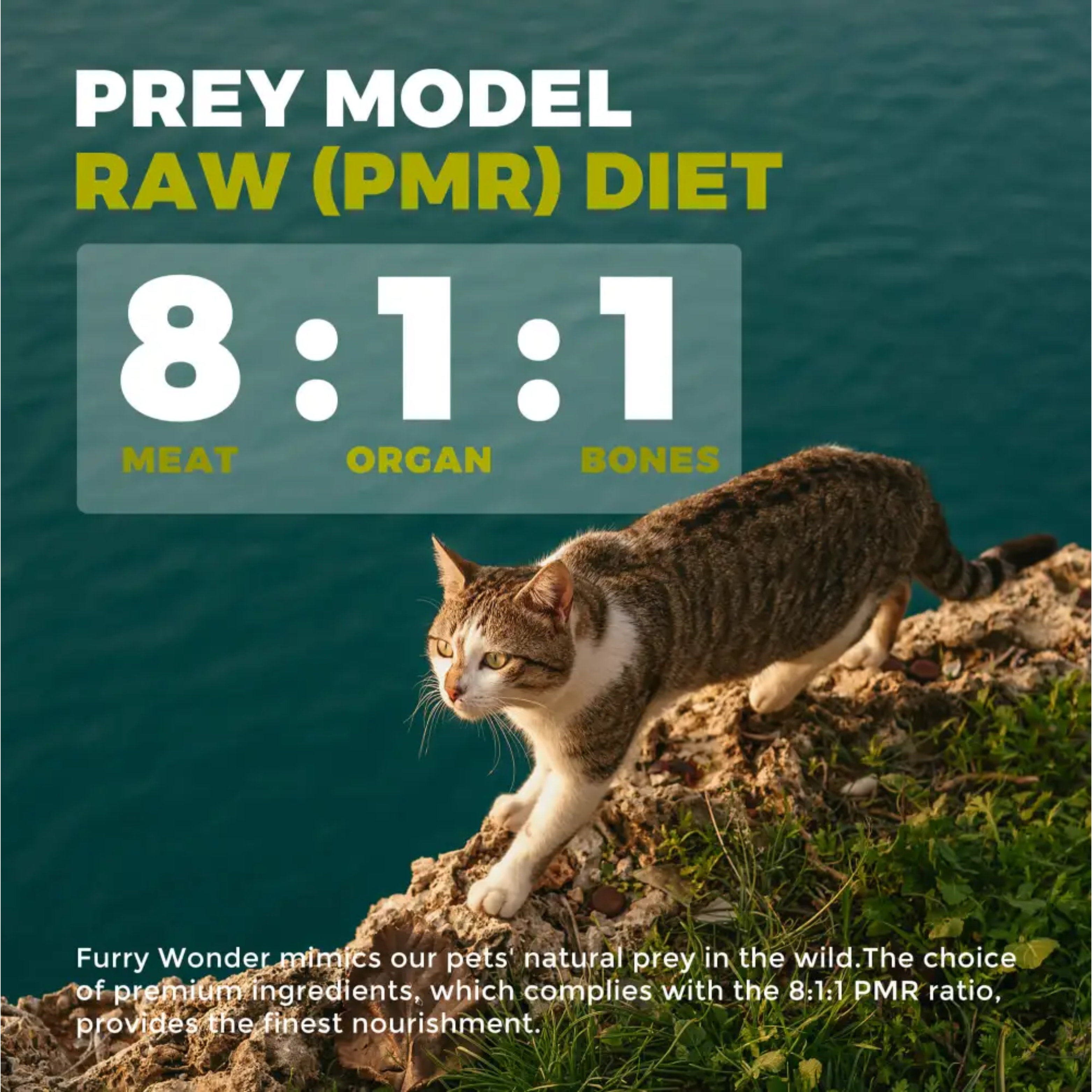Furry Wonder Sensitive Digestion Freeze-dried Raw Recipe For Cats 50g (trial pack) image 5