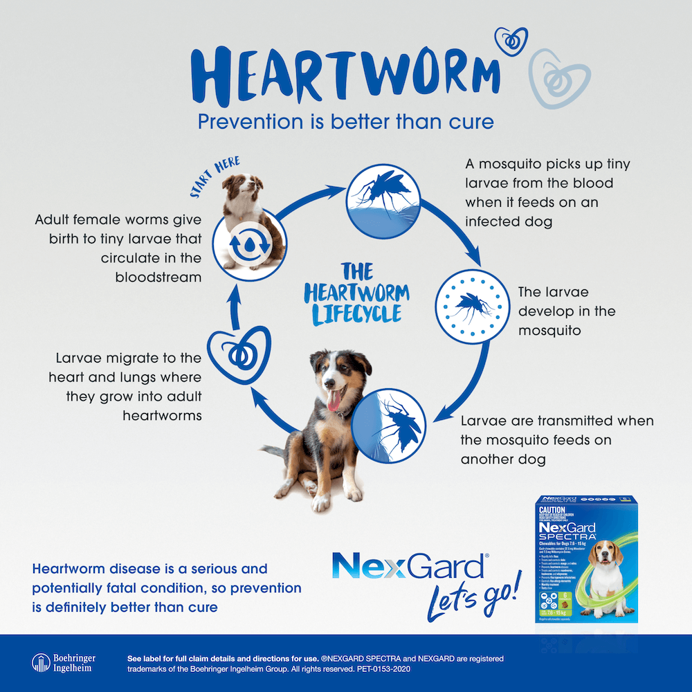 NexGard Spectra Afoxolaner 75mg Chewable Tablets for Dogs 15-30kg 3 Tablets image 5