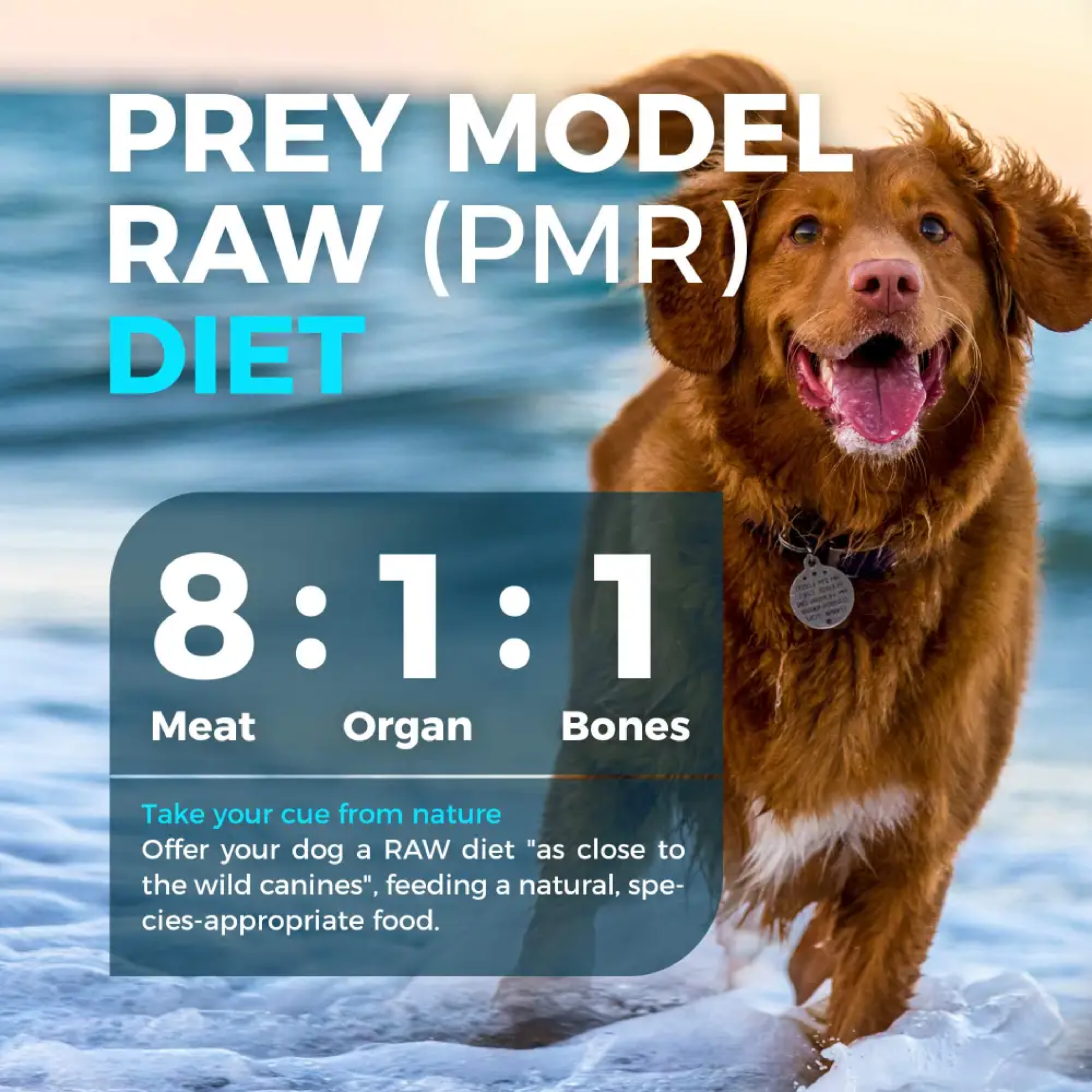 Furry Wonder Skin & Coat Vitalize Freeze-dried Raw Recipe For Dogs 50g (Trial Pack) image 5
