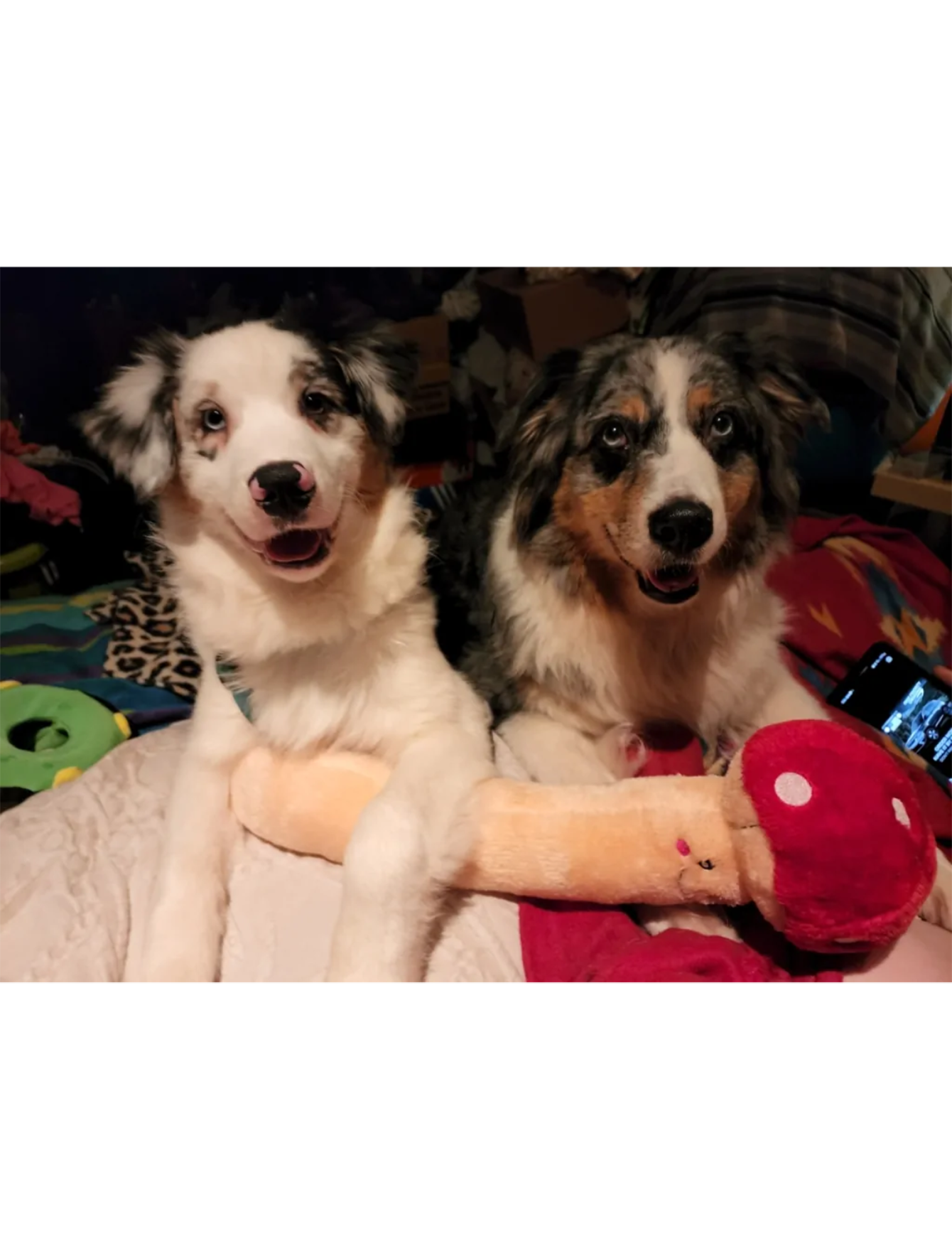 Zippypaws Jigglerz - Mushroom  image 3
