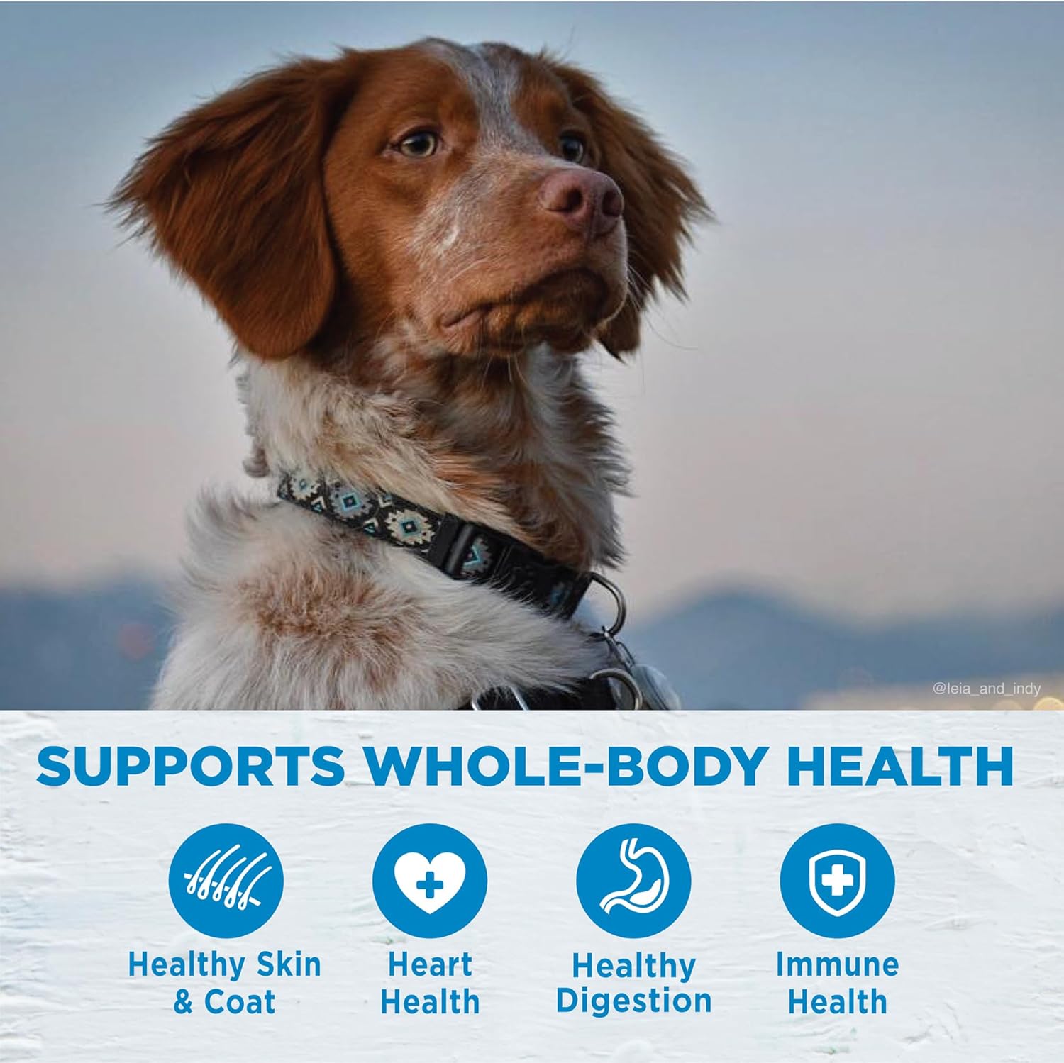 Wellness Dog 11.8kg (26lb) Simple Lamb & Oatmeal Formula Dry Dog Food image 3