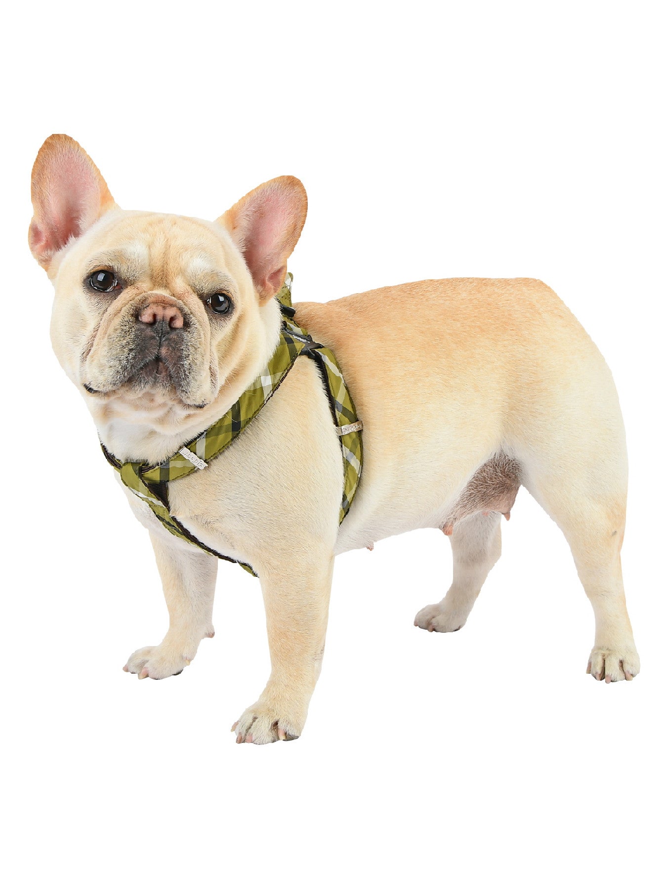 Puppia Olive Baxter Harness for Dogs Large image 2