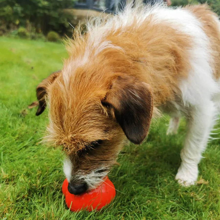 Frogg Dumbbell Red Chew Treat Dog Toy image 2