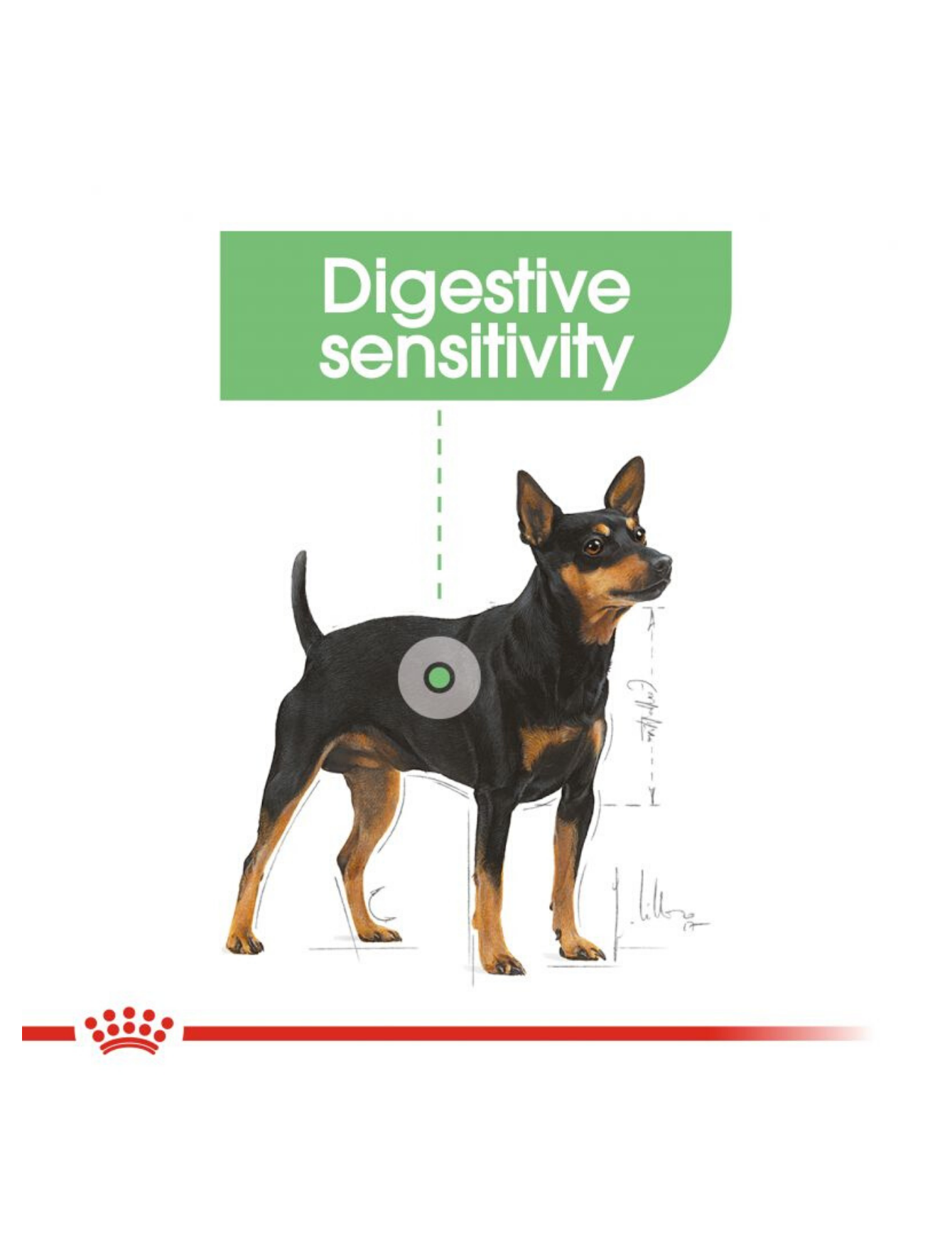 Royal Canin Dog 1kg Mini Digestive Care Dry Dog Food image 5