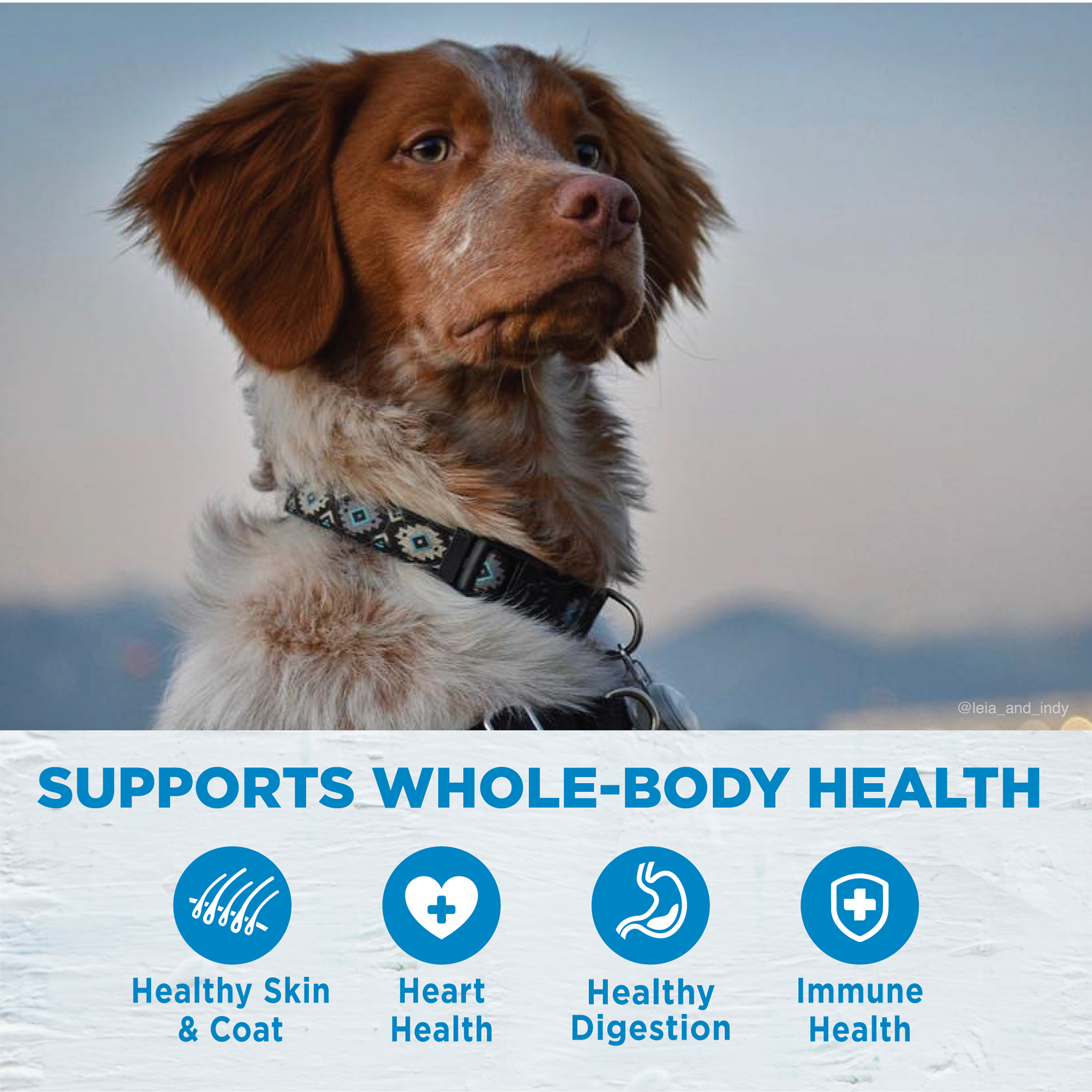 Wellness Dog 2kg (4lb) Simple Salmon & Potato Formula Dry Dog Food image 3