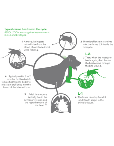 Revolution Selamactic Topical Solution for 10-20kg Dog 3 Single Dose Tubes image 6