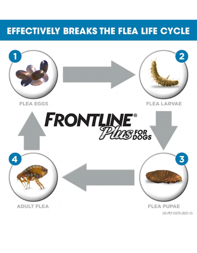 Frontline Plus Dog Spot On Medium 1.34mlx6 Pipette image 4