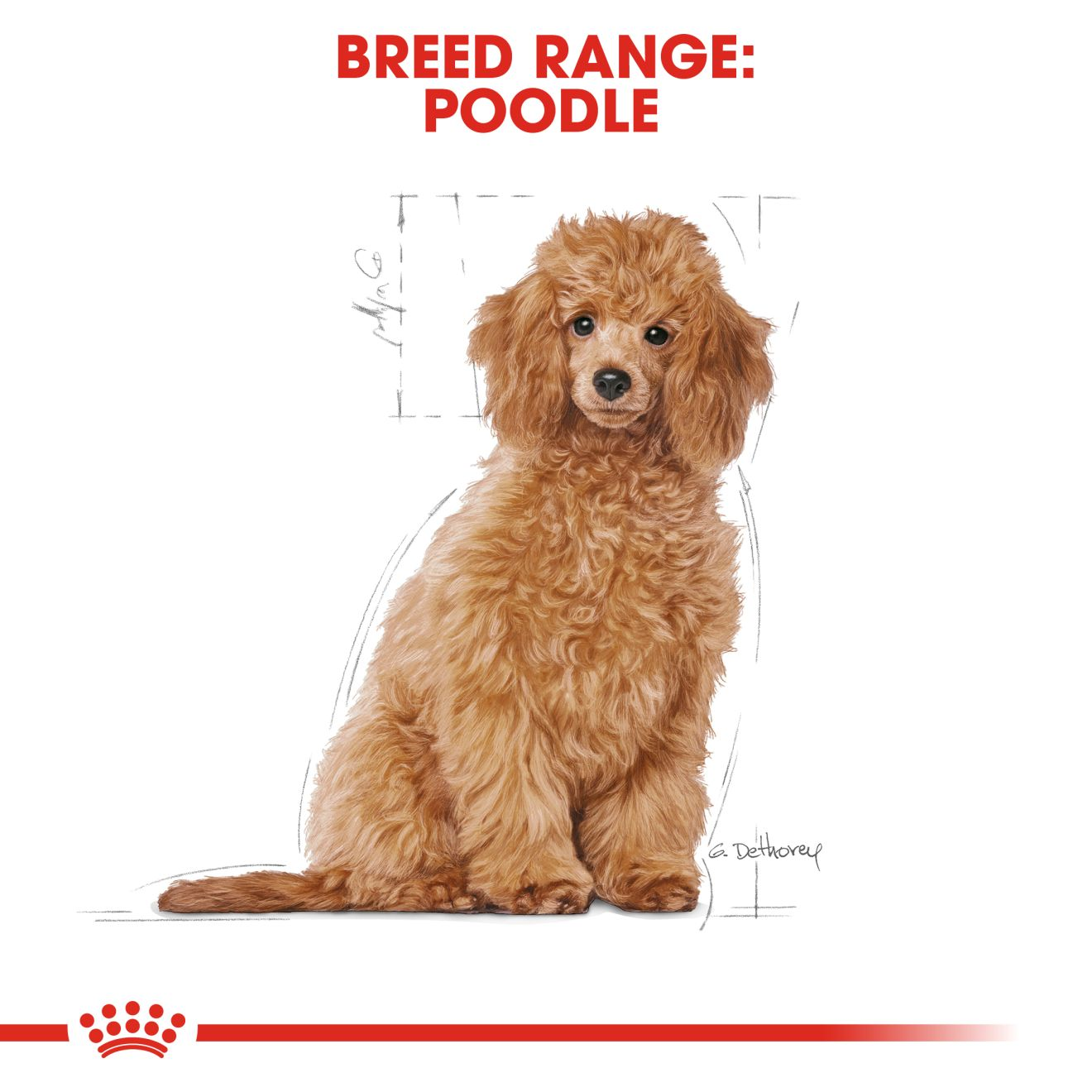 Royal Canin Dog 1.5kg Poodle Puppy Dry Dog Food image 2