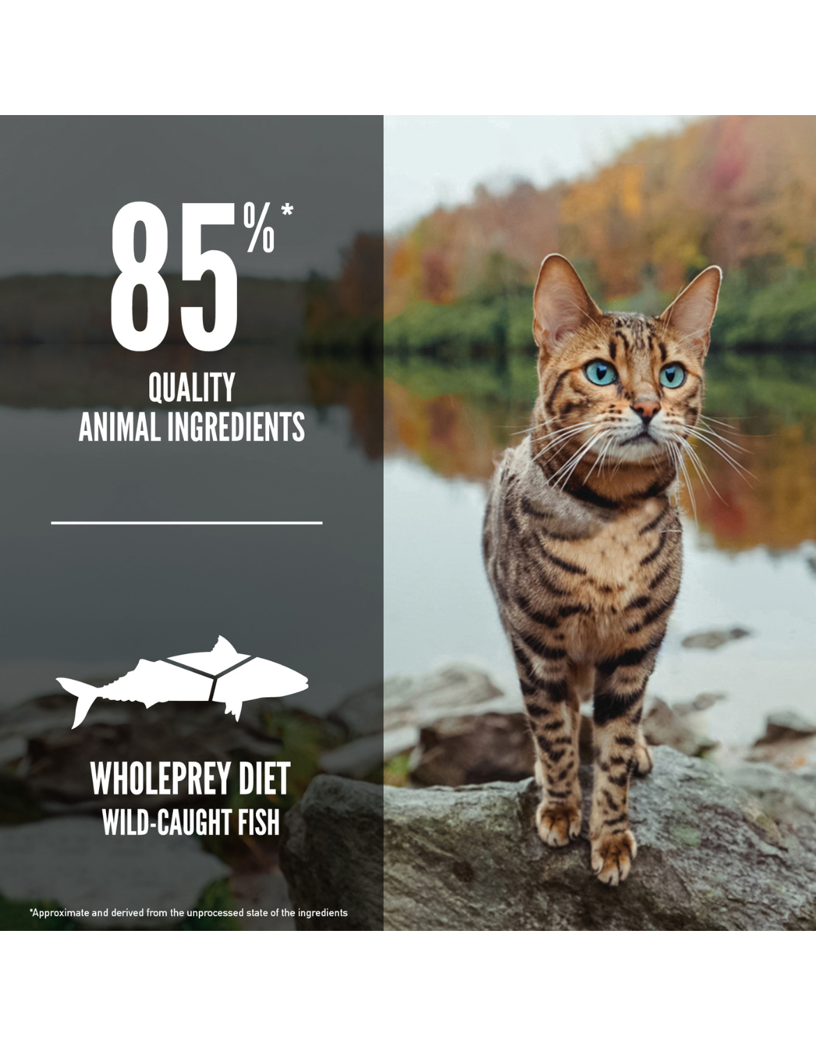 Orijen Cat 340g Six Fish Dry Cat Food image 3