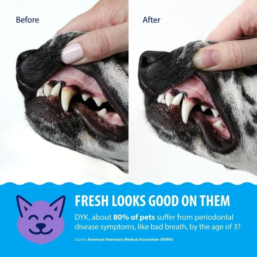 Dental Fresh Water Additive Advanced Plaque & Tartar for Dogs & Cats 8oz (237ml) image 4