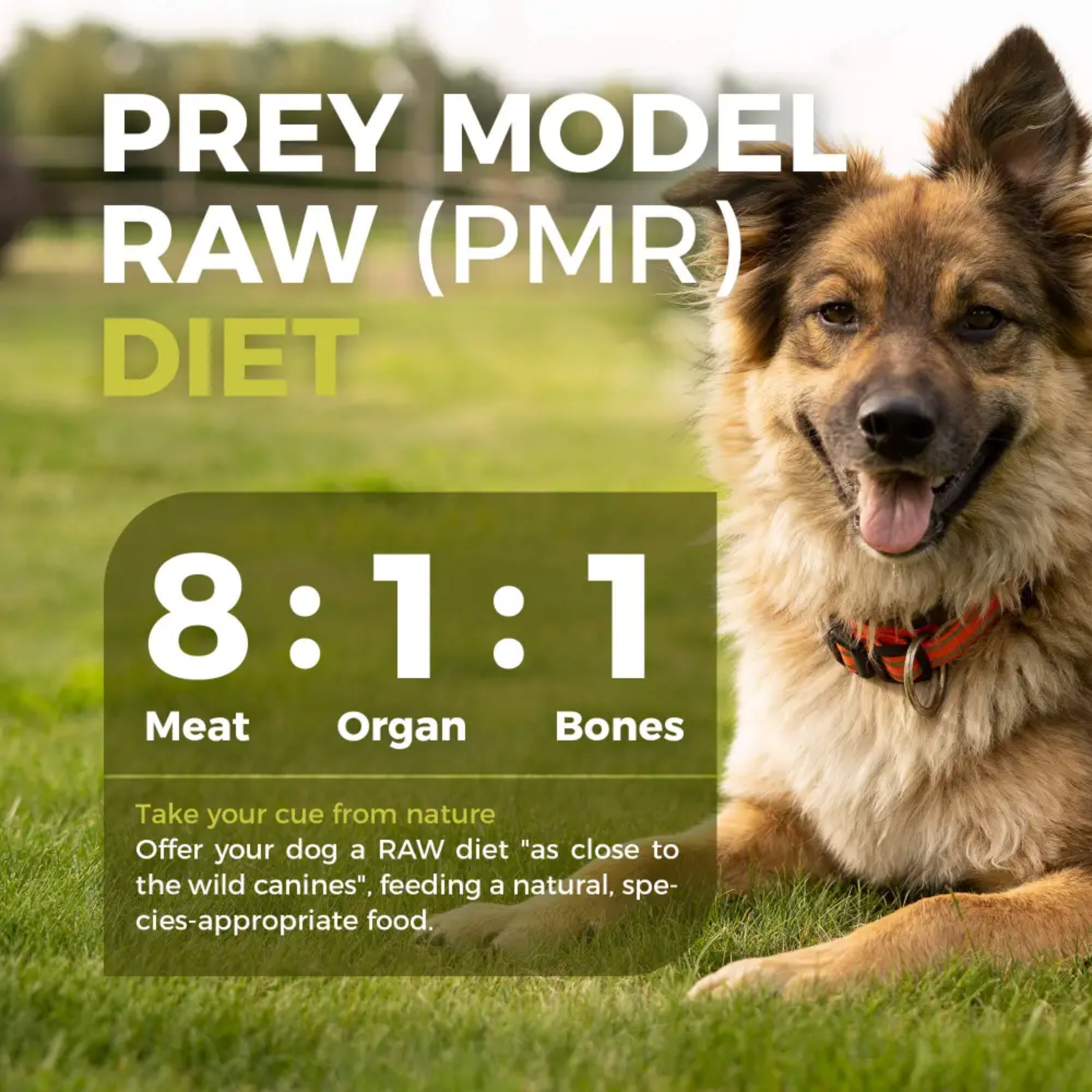 Furry Wonder Sensitive Digestion Freeze-dried Raw Recipe For Dogs 50g Trial Pack image 5