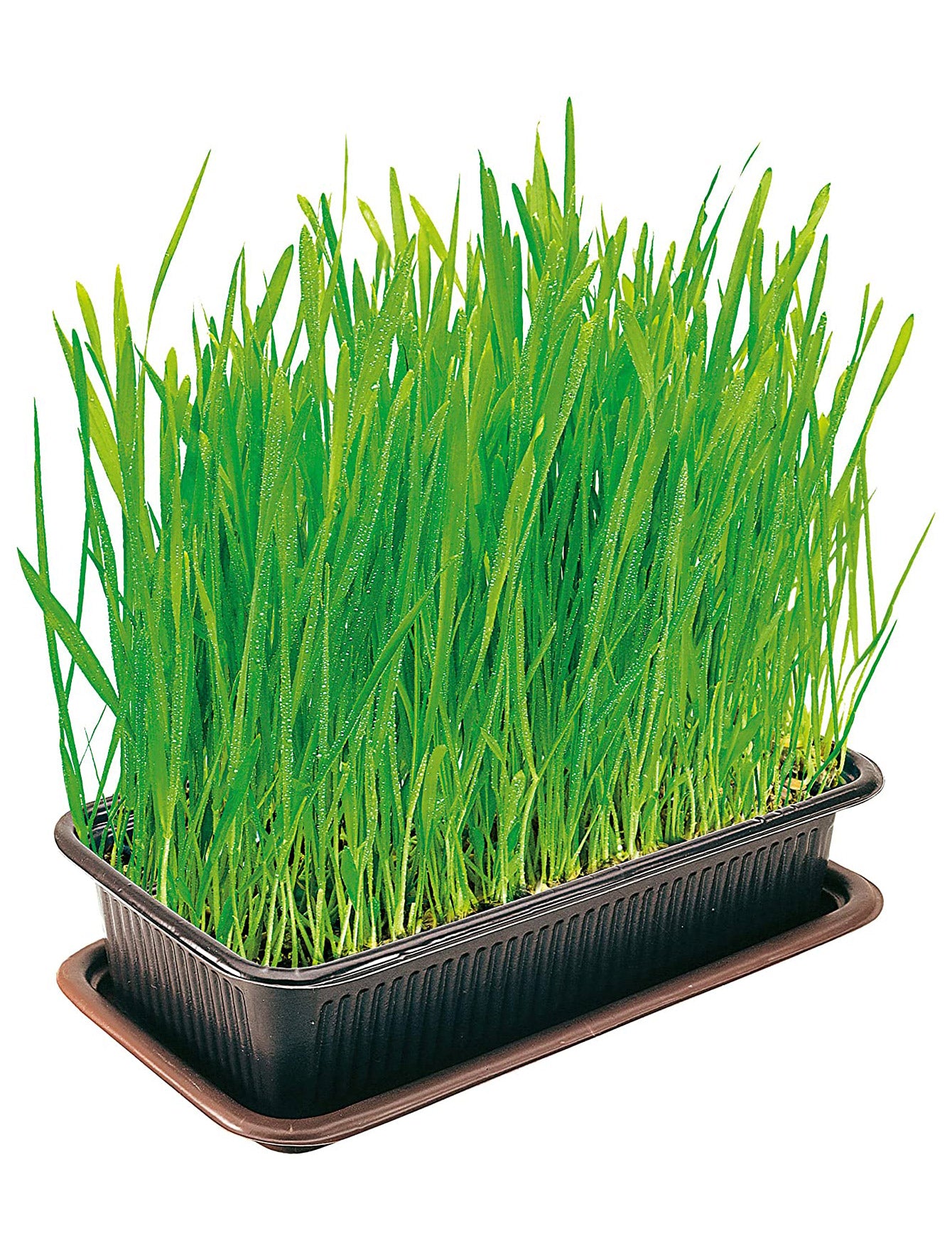 Vitakraft Cat 120g Cat Grass image 5