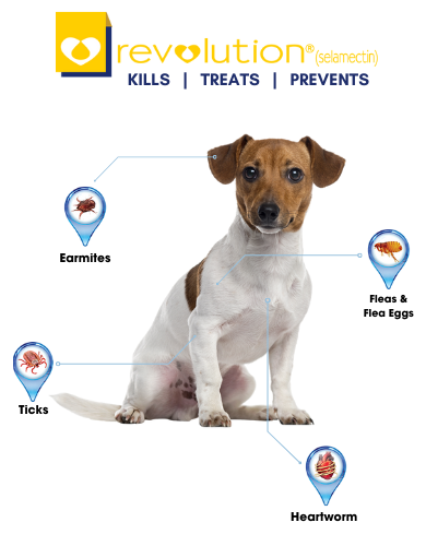 Revolution Selamactic Topical Solution for 5-10kg Dog 3 Single Dose Tubes image 4
