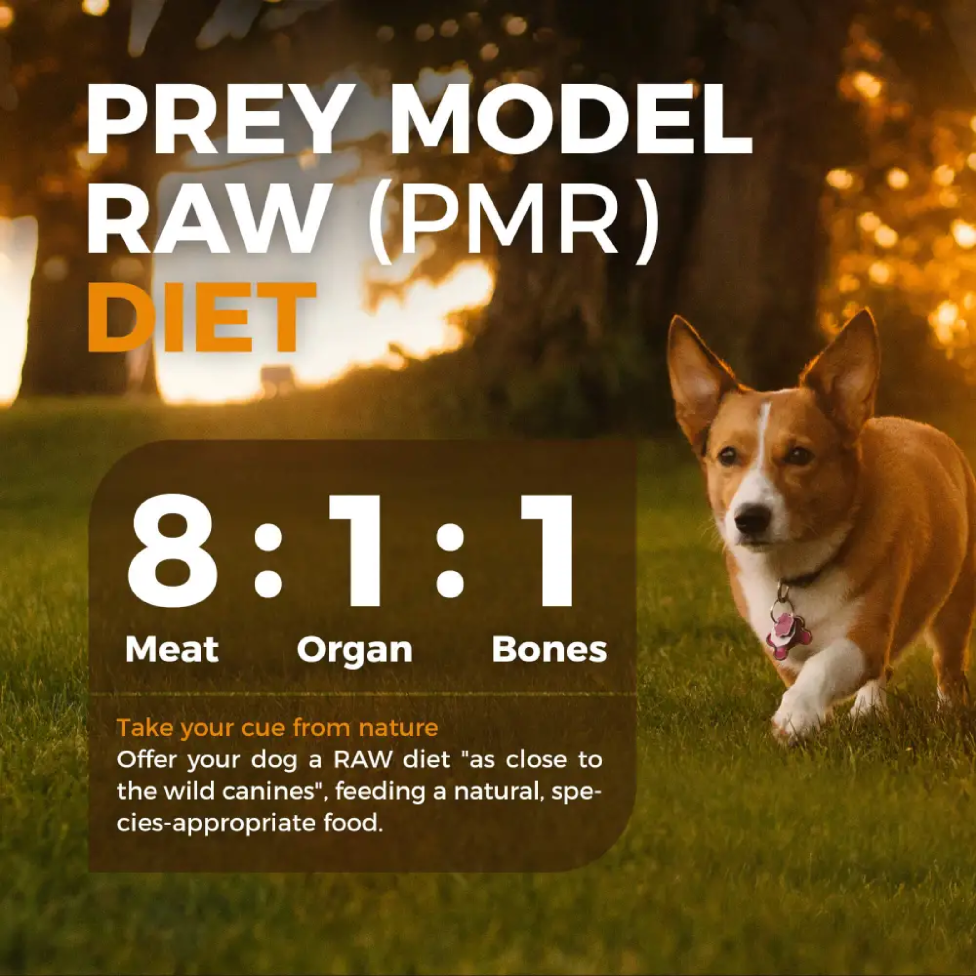 Furry Wonder Mobility Advance Freeze-dried Raw Recipe For Dogs 50g (trial pack) image 5