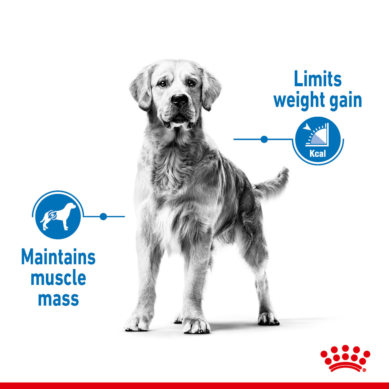 Royal Canin Dog 3kg Light Weight Care Dry Dog Food image 4