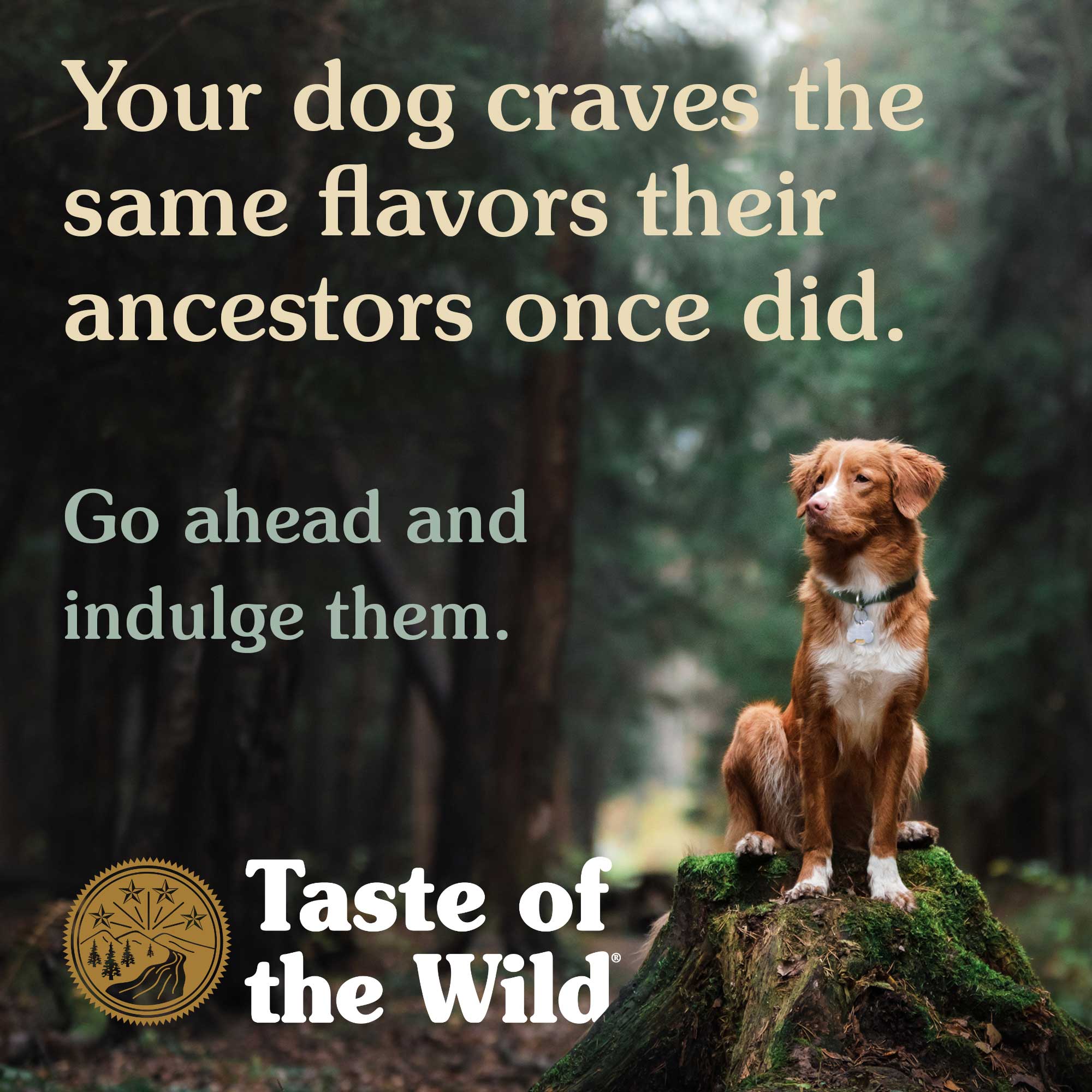 Taste of the Wild Dog 390g Sierra Mountain with Lamb in Gravy Wet Canned Food image 3