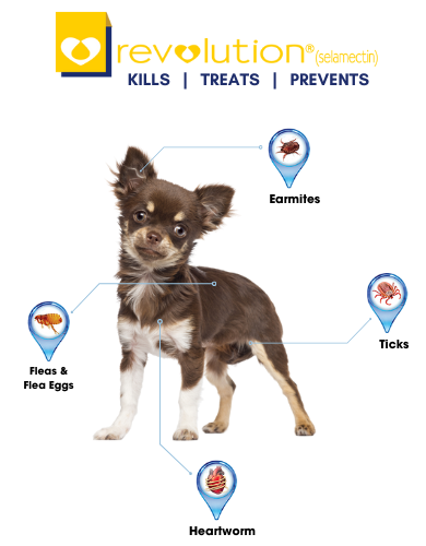 Revolution Selamactic Topical Solution for 2.6-5kg Dog 3 Single Dose Tubes image 4