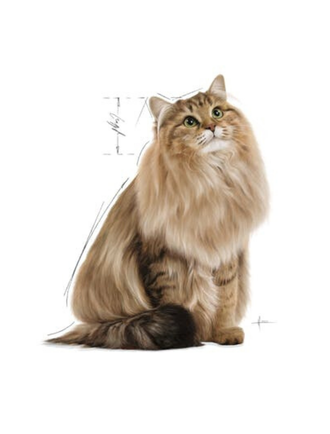 Royal Canin Cat 85g Intense Beauty Gravy Wet Cat Food image 4
