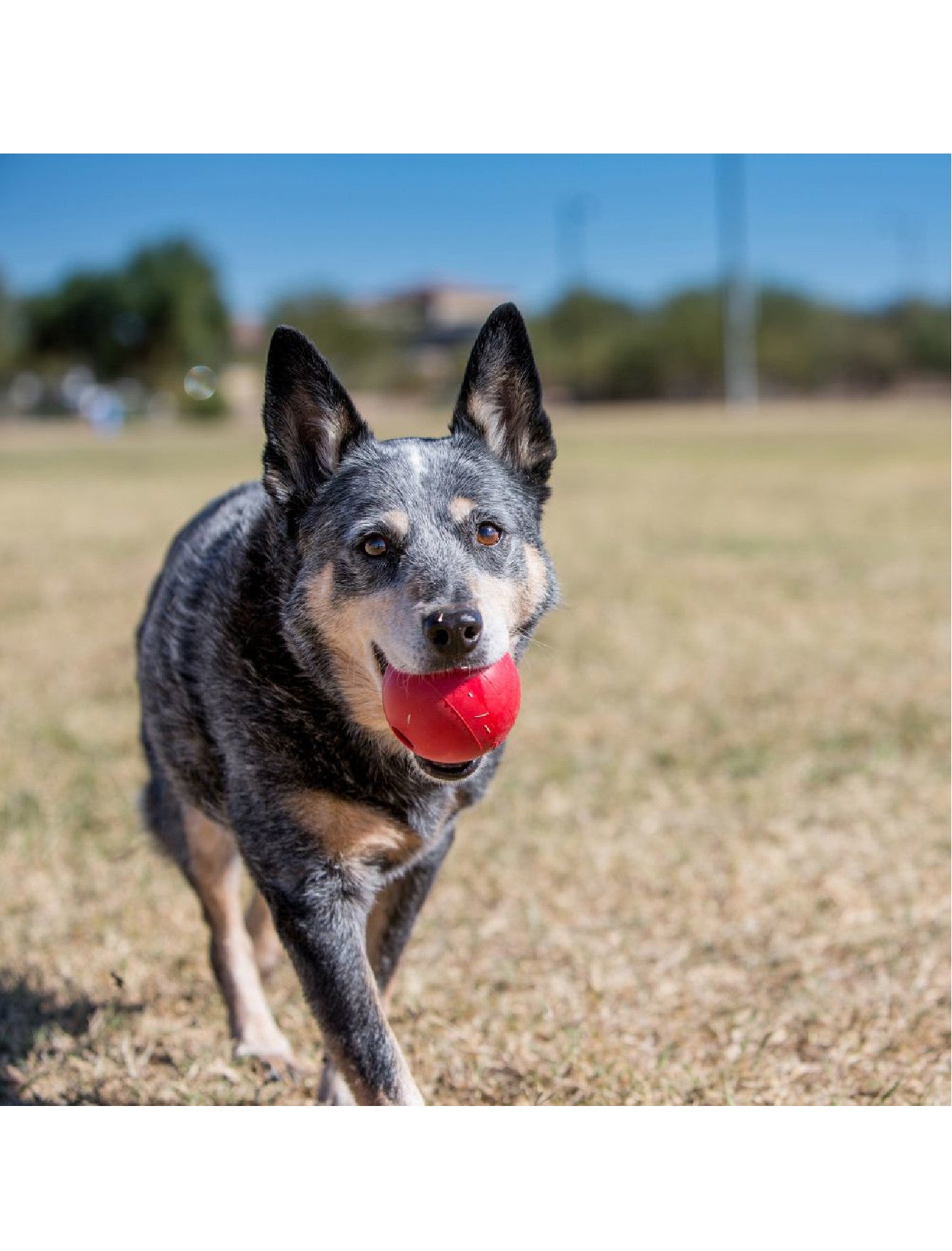 Kong Classic Ball Dog Toy M/L image 4