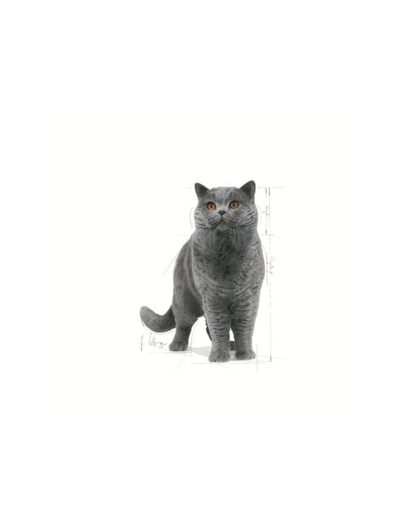 Royal Canin Cat 4kg Adult British Shorthair Dry Cat Food image 4