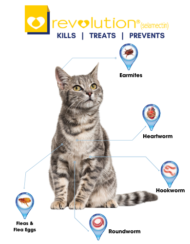 Revolution Selamactic Topical Solution for 2.6-7.5kg Cat 3 Single Dose Tubes image 4
