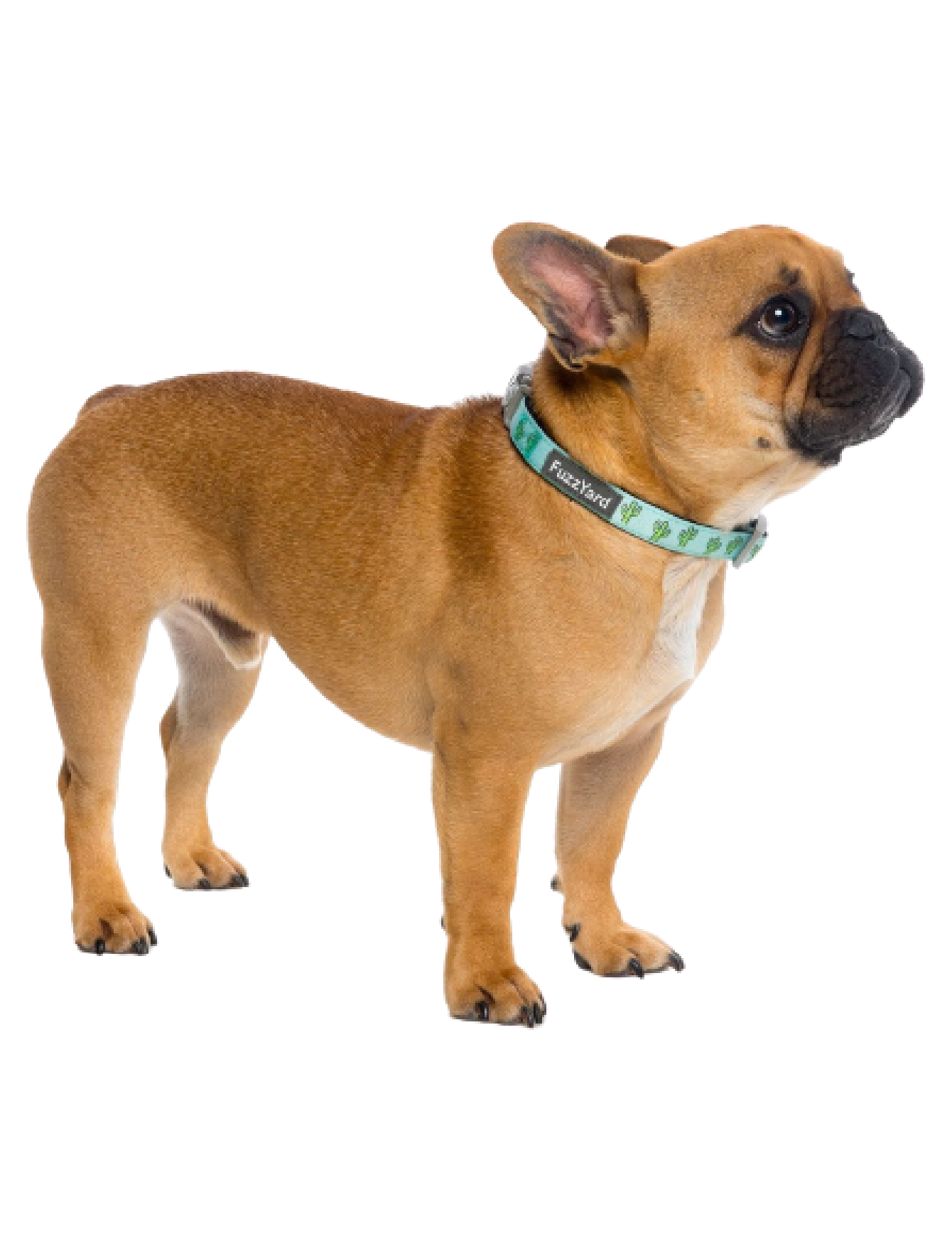 FuzzYard Pet Collar, Tucson Medium image 3