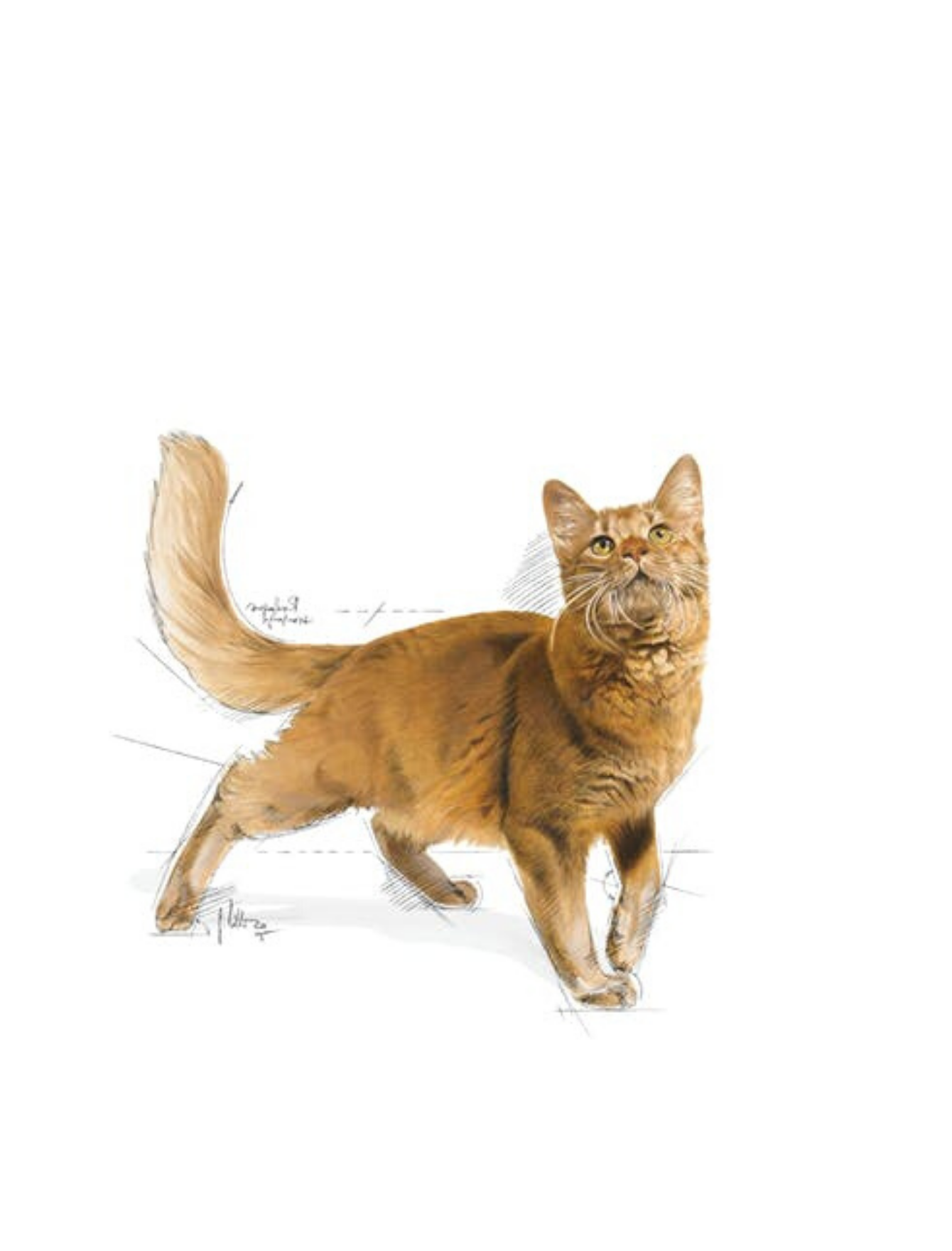 Royal Canin Cat 2kg Fit 32 Dry Cat Food image 3
