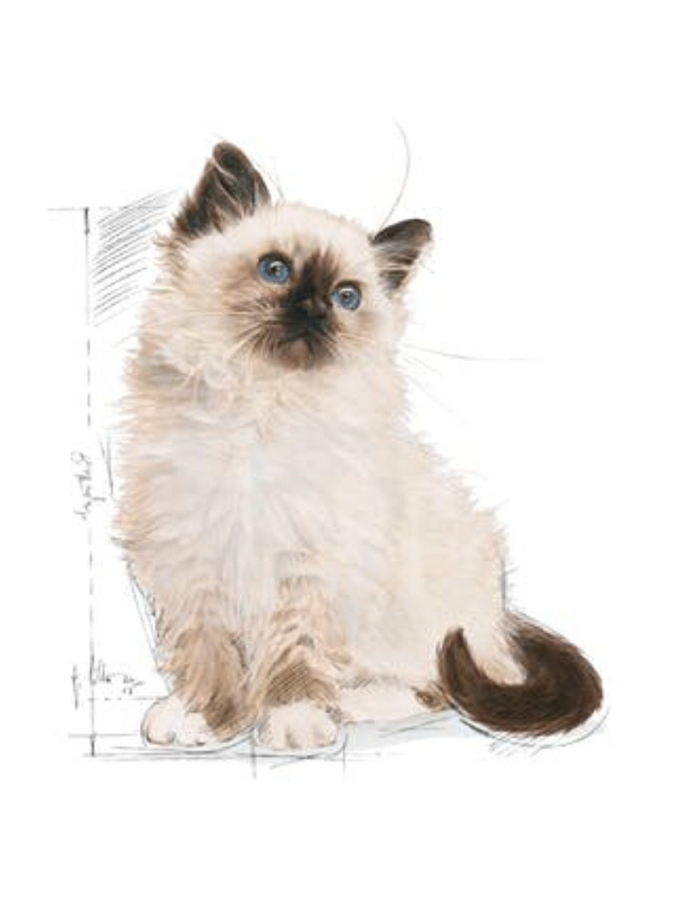 Royal Canin Cat 85g Kitten Gravy Wet Cat Food image 3