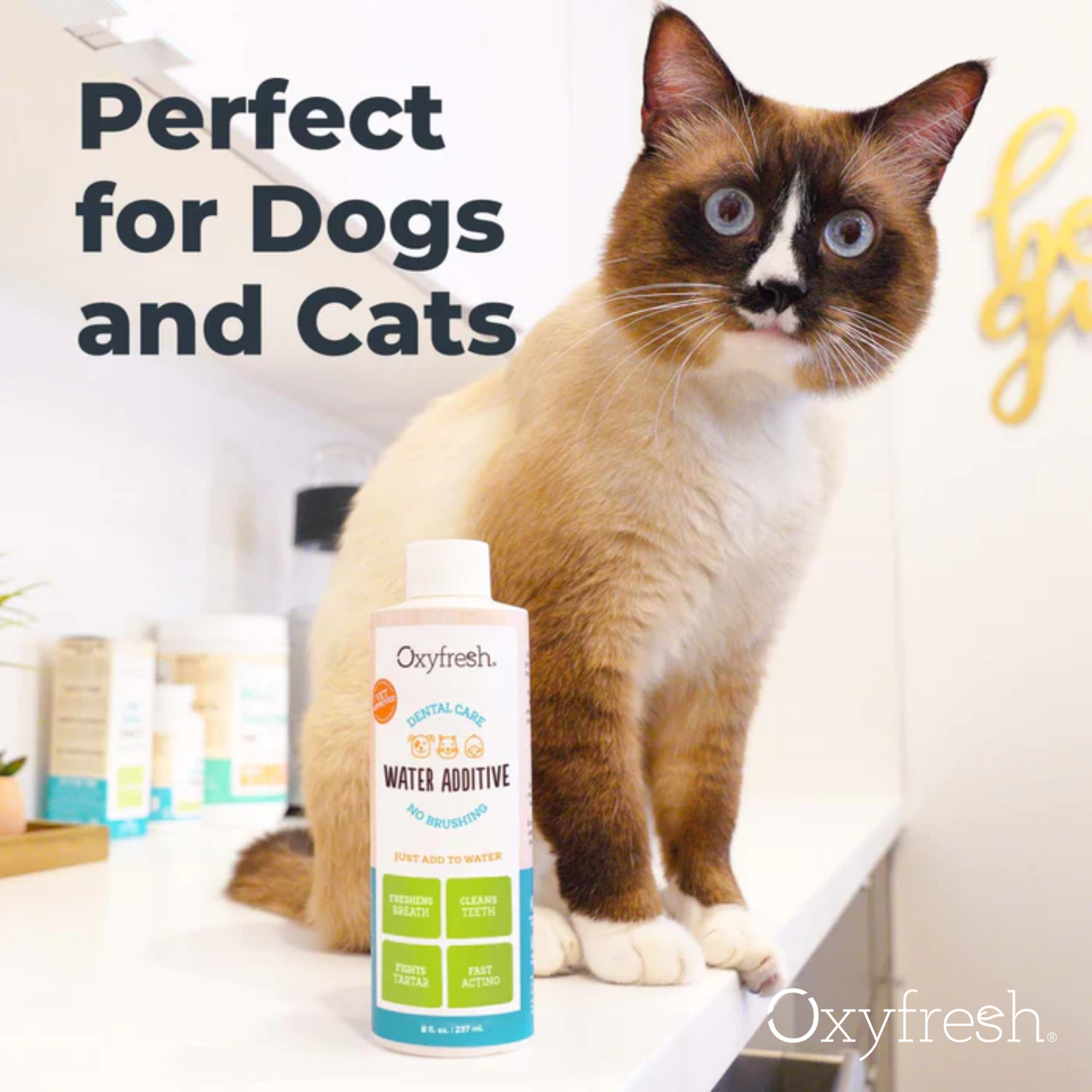 Oxyfresh 1 Gallon Dental Care Water Additive for Dogs & Cats image 4