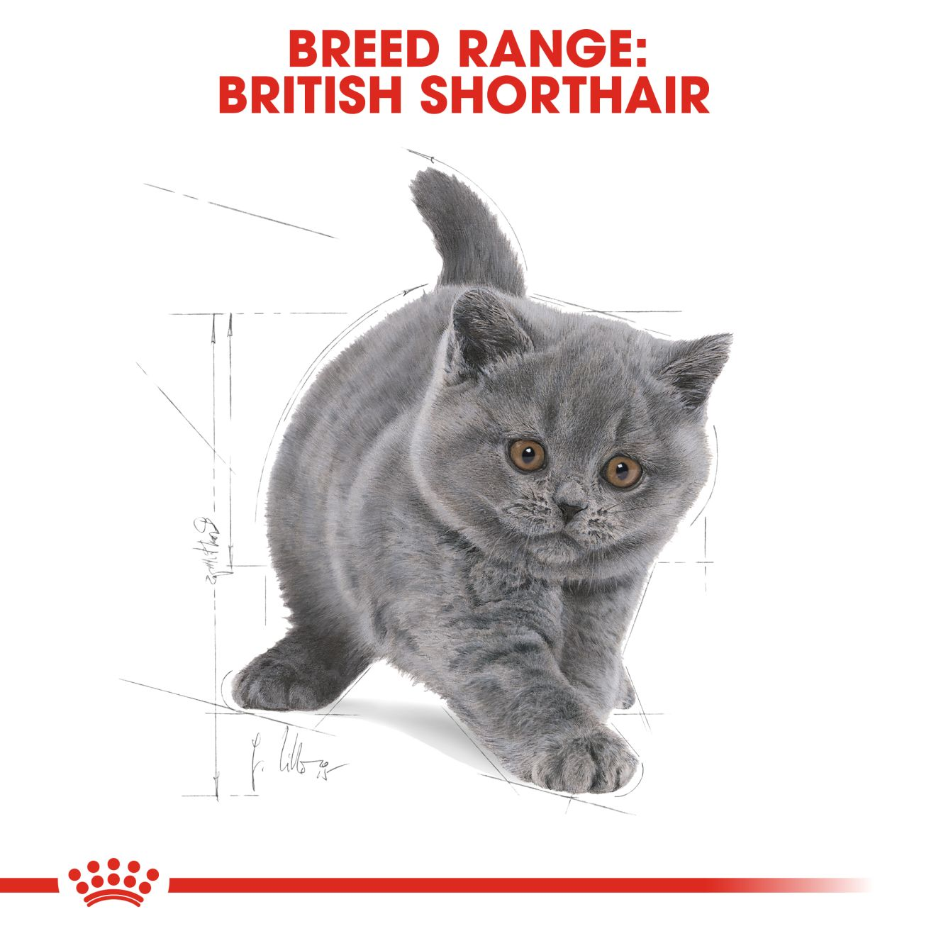 Royal Canin Cat 400g Kitten British Shorthair Dry Cat Food image 5
