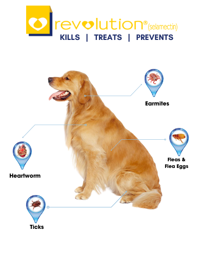 Revolution Selamactic Topical Solution for 20-40kg Dog 3 Single Dose Tubes (EXP: 30 Sep 2027) image 4