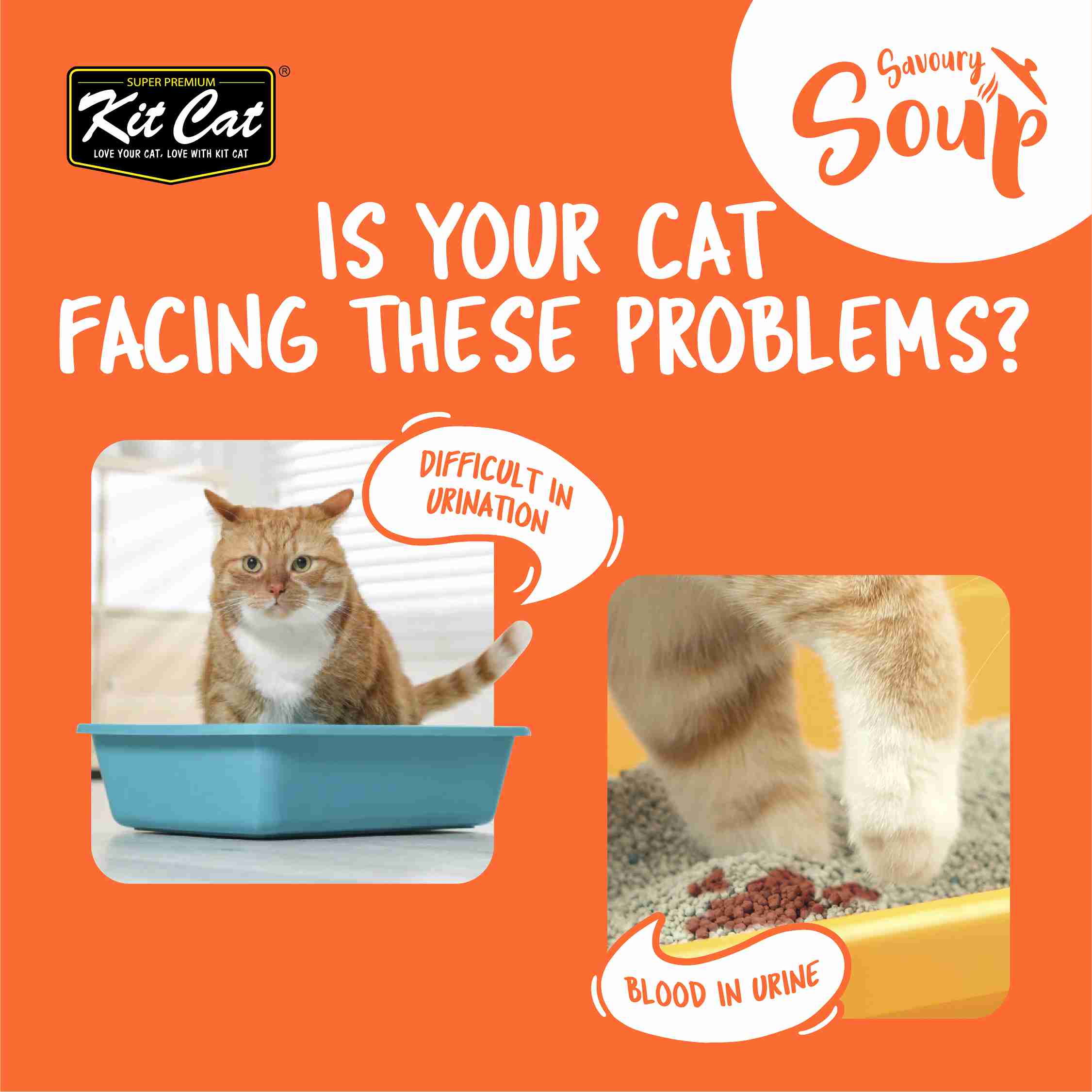 Kit Cat Savoury Soup 50gX6 Pouches Chicken Wet Cat Food image 3