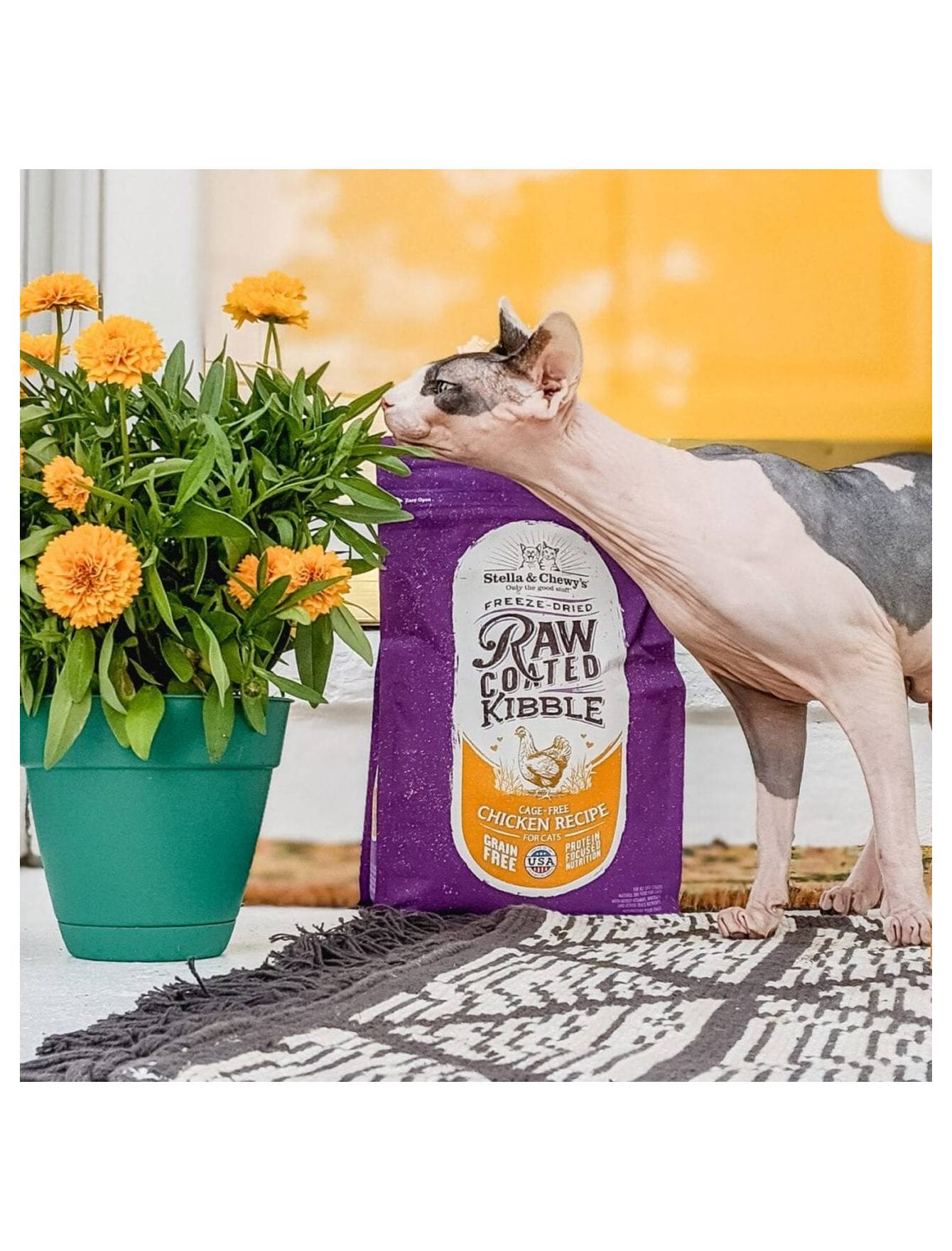 Stella & Chewy's Cat Raw Coated Kibbles 10lb (4.5kg) Cage Free Chicken Recipe Dry Cat Food image 5