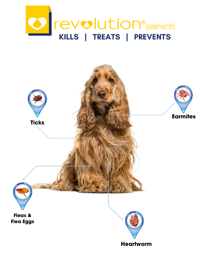 Revolution Selamactic Topical Solution for 10-20kg Dog 3 Single Dose Tubes image 4