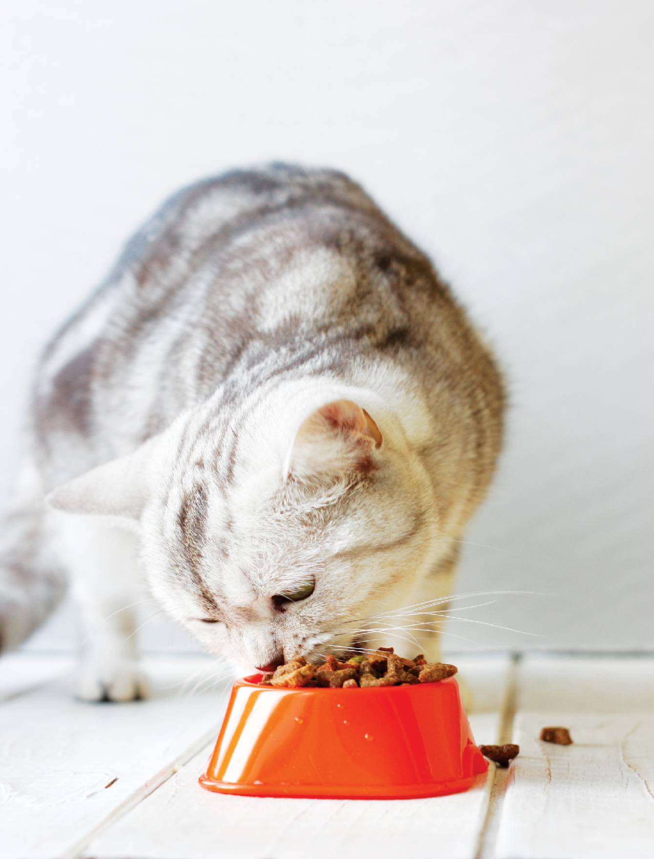 Loveabowl Cat 150g Chicken & Snow Crab Cat Dry Cat Food image 2