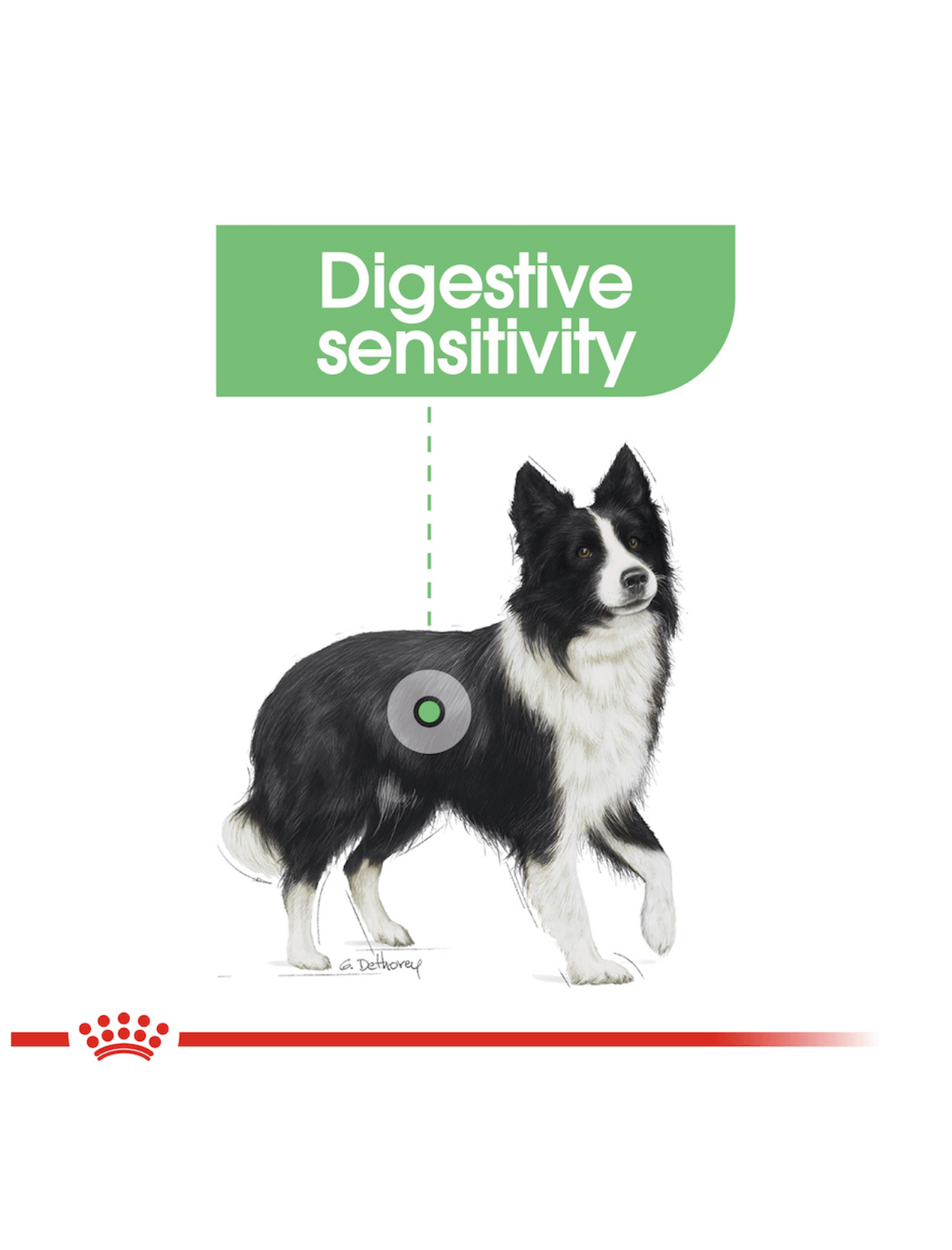 Royal Canin Dog 3kg Medium Digestive Care Dry Dog Food image 5