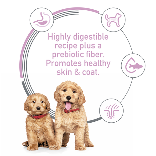 Hill's Science Diet Canine Puppy Sensitive Stomach & Skin Salmon & Brown Rice Recipe 2kg Dry Dog Food image 9