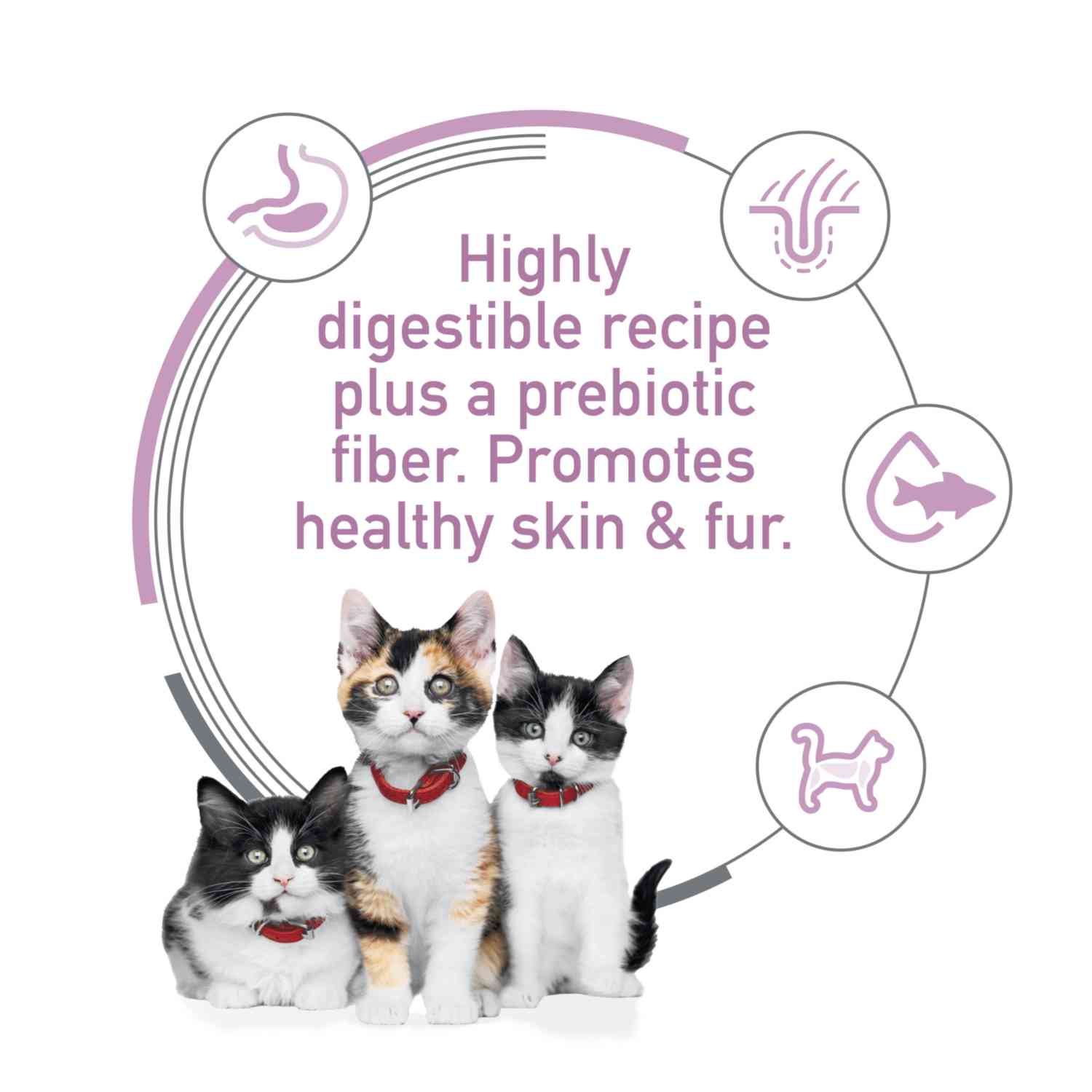 Hill's Science Diet Feline Kitten Sensitive Stomach & Skin Salmon & Brown Rice Recipe 1.58kg Dry Cat Food image 2