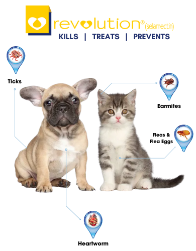 Revolution Selamactic Topical Solution for 0-2.5kg Puppies & Kittens 3 Single Dose Tubes image 3