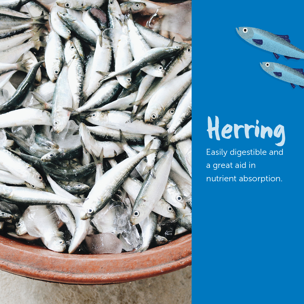 Loveabowl Cat 9.07kg Herring  Salmon and Atlantic Lobster Dry Cat Food image 5