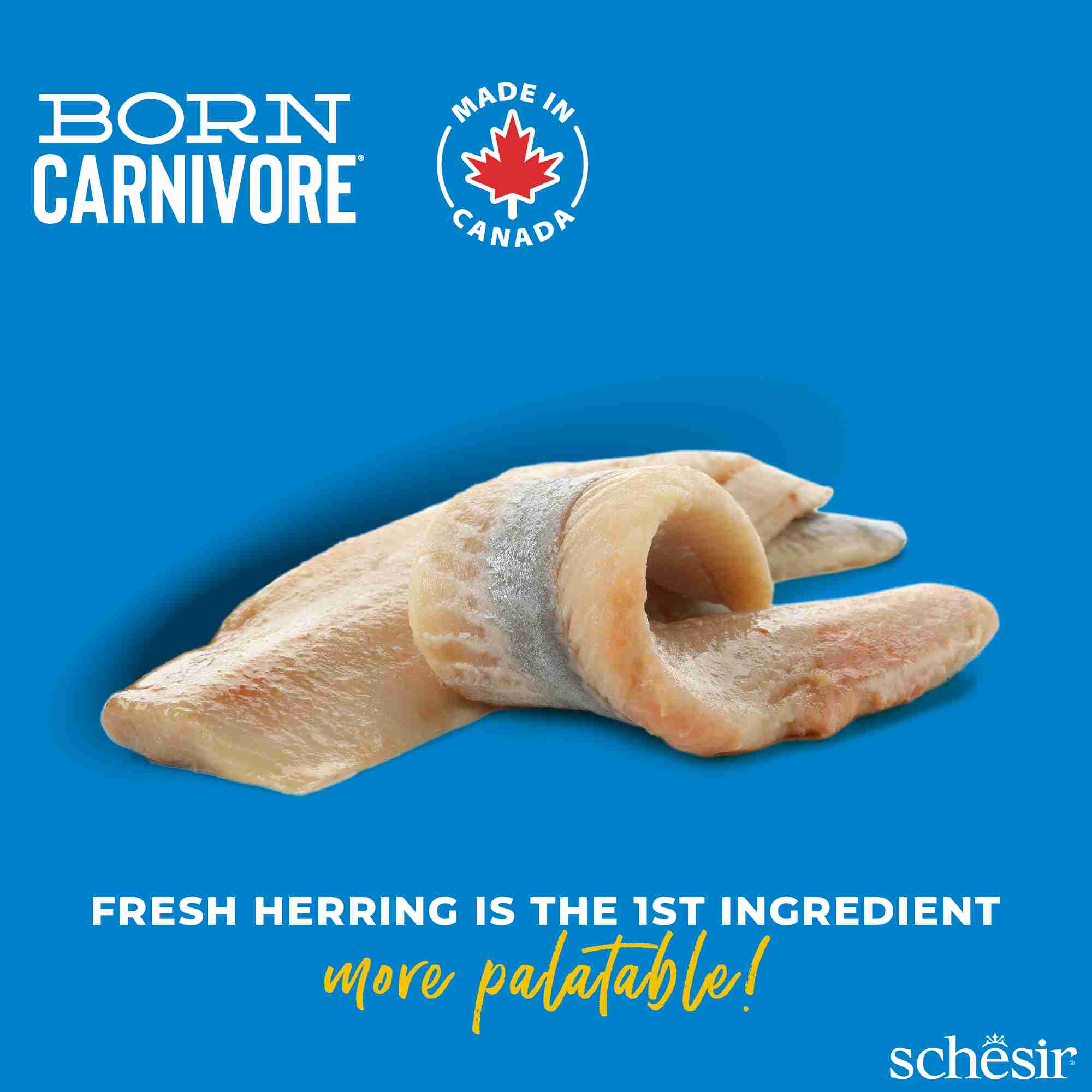 Schesir Cat 2.5kg Born Carnivore Herring with Salmon Baked Dry Recipe Dry Cat Food image 5